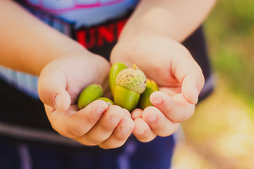 Image showing Green Acorns