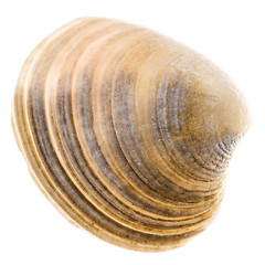 Image showing Sea Cockleshell Isolated On White Background