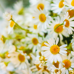 Image showing White Camomiles Flowers