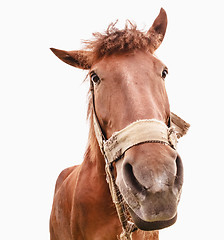 Image showing Funny Closeup Of Horse - Wide Angle