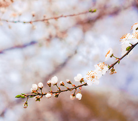 Image showing Branch With White  Blossoms