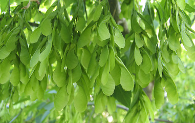 Image showing Maple seeds