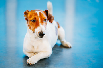Image showing Dog jack russel terrier