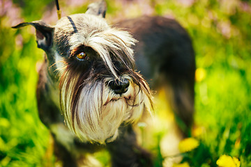 Image showing Miniature Schnauzer Dog Sitting In Green Grass Outdoor