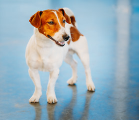 Image showing Dog jack russel terrier