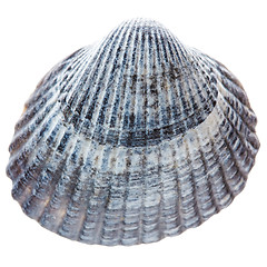 Image showing Sea cockleshell isolated on white background