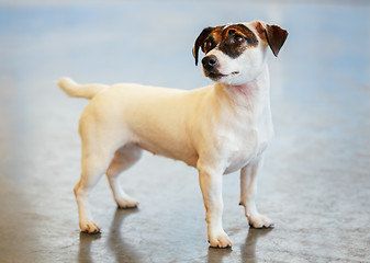 Image showing Dog jack russel terrier