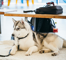 Image showing Gray Adult Siberian Husky Dog (Sibirsky husky) 