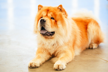 Image showing Brown Chines chow chow dog 