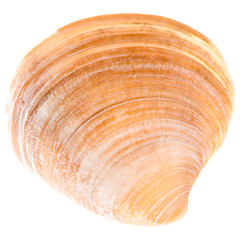 Image showing Sea Cockleshell Isolated On White Background