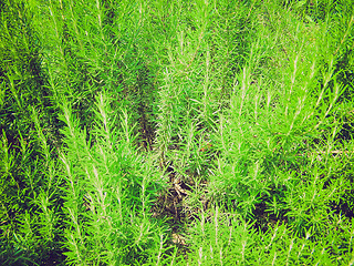 Image showing Retro look Rosemary