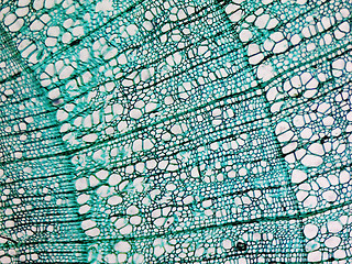 Image showing Pine Wood micrograph