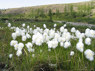 Image showing Eriophorum scheuchzeri