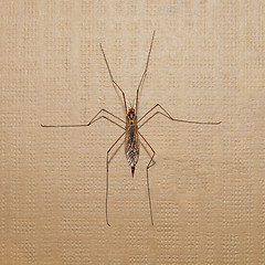 Image showing Crane Fly insect