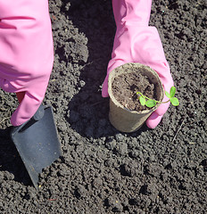 Image showing gardening