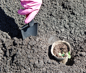 Image showing gardening