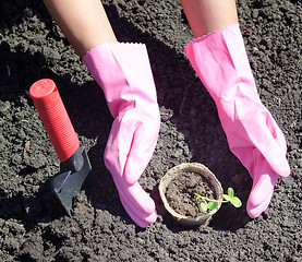 Image showing gardening