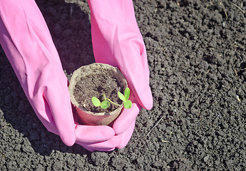 Image showing gardening