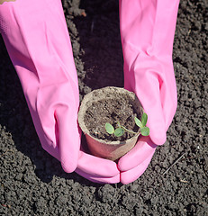 Image showing gardening