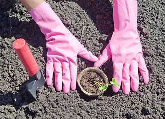 Image showing gardening