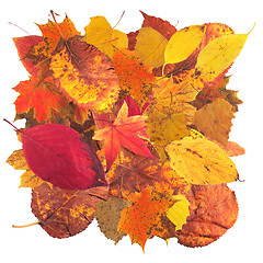 Image showing Autumn leaves3