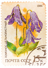 Image showing Stamp printed by Russia, shows flower, Clematis integrifolia