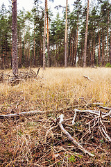 Image showing Autumn Forest. Russian Nature