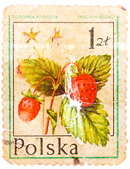 Image showing Stamp printed in POLAND shows Fragaria vesca