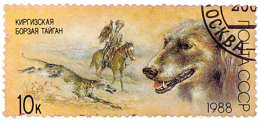 Image showing Stamp printed in USSR, shows Kirghiz greyhound, falconry, series