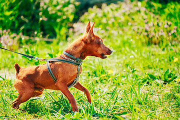 Image showing Close Up Brown Dog Miniature Pinscher Head