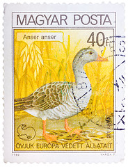 Image showing Stamp printed in Hungary shows Graylag Goose, with the inscripti