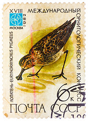 Image showing Stamp printed in USSR (Russia) shows a bird Eurynorhynchus pygme