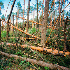 Image showing Windfall in forest. Storm damage.