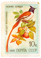 Image showing Stamp printed in USSR, shows Terpsiphone paradisi