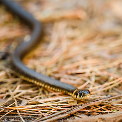 Image showing Grass-snake, adder in early spring