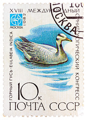 Image showing Stamp printed in USSR (Russia) shows a bird Eulabeia indica 