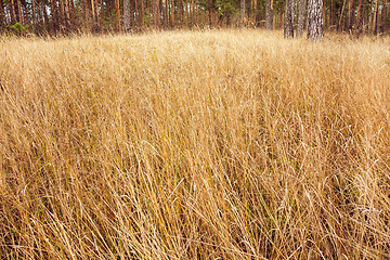 Image showing Autumn Forest. Russian Nature