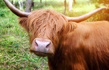 Image showing Longhaired cattle up close.