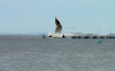 Image showing Seagull