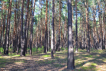 Image showing Pine wood in the summer.