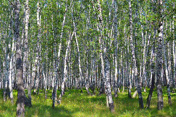 Image showing birch wood in the summer.