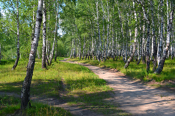 Image showing Footpath in the summer birch wood.