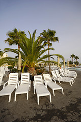 Image showing Sunbeds and palm