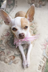 Image showing Chihuahua Ribbon