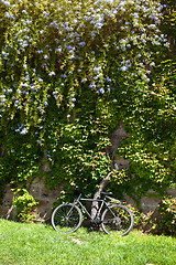 Image showing Old bicycle near  wall with flowers