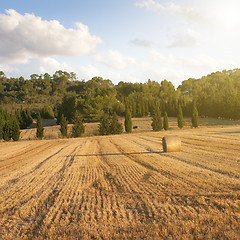 Image showing wheat field on sunset