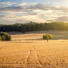 Image showing wheat field on sunset