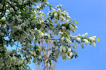Image showing big branches of bird cherry tree