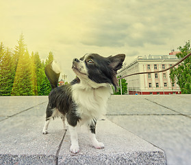 Image showing chihuahua walking