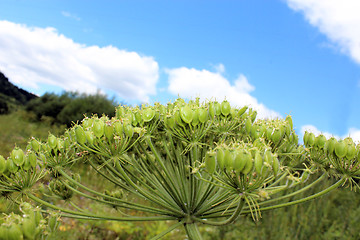 Image showing big umbels of Heracleum